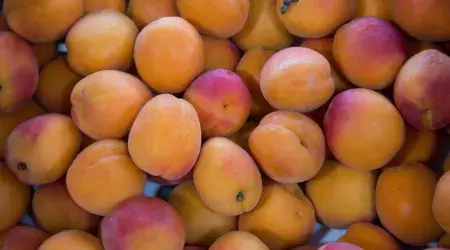 Les fruits du Val qui Rit - Jérôme et Nicolas Jury producteurs